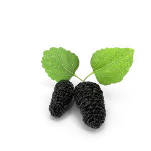 Mulberry