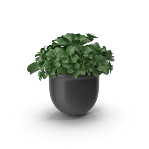 Plant Pot